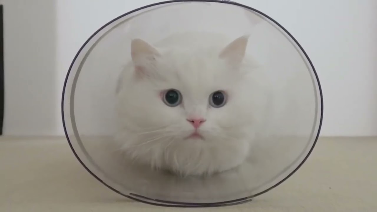 Gatos Engra&ccedil;ados Memes gato Dublados Memes #Shorts #Animais