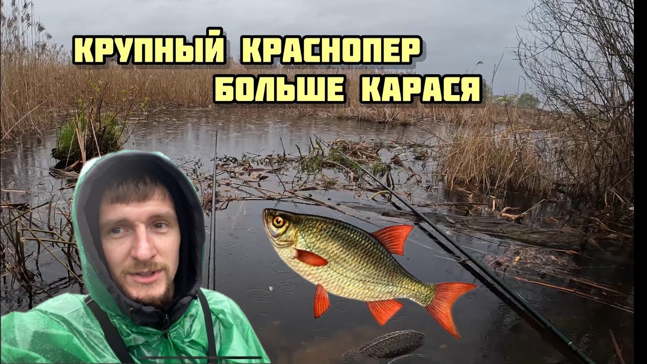 Ловим утром КАРАСЯ а влетает крупный КРАСНОПЕР !)