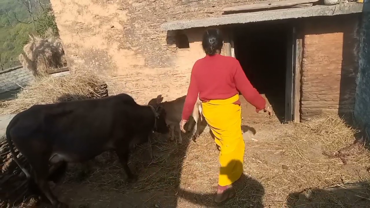 आज गया   जंगल  लाल  मिट्टी  लाने 
