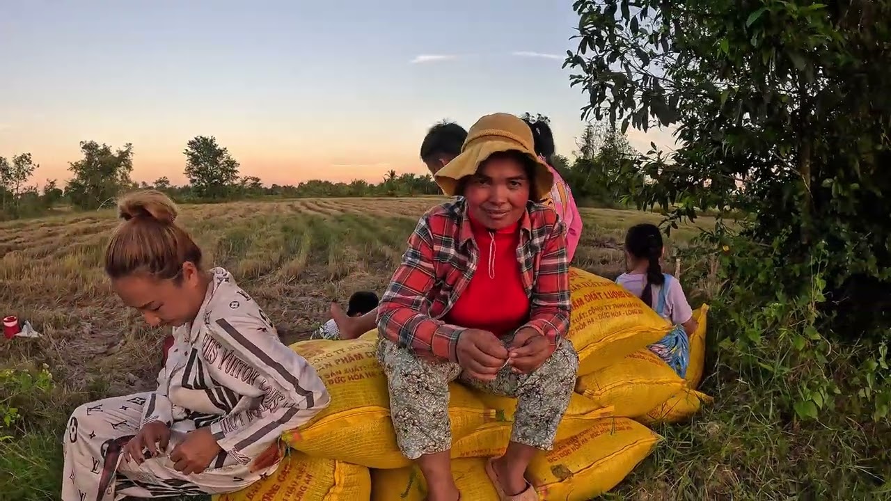 ច្រូតស្រូវចែច្រឹប ស្អែកចាប់ផ្ដើមថតវិញហើយ