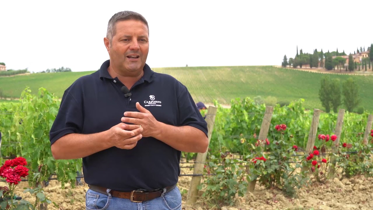 Il diradamento - Mauro Micheli, agronomo Carpineto