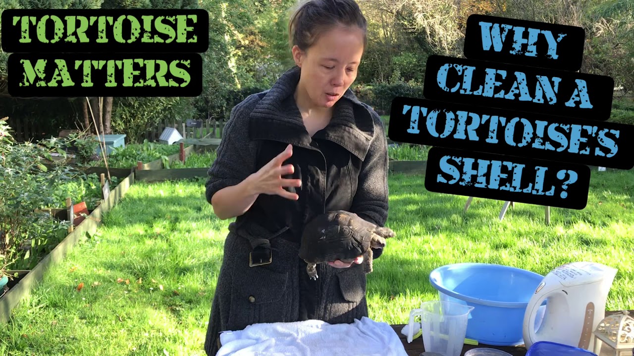 Why clean a tortoise? How to safely clean a tortoise and remove unwanted oil with Eleanor from TM.