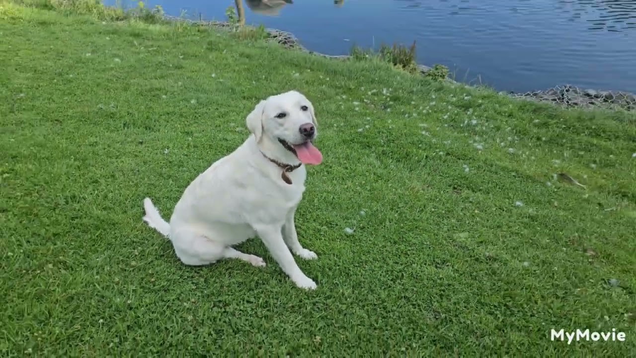 Labrador puppy 🐶 having nice walk playing with the other dogs aswell 