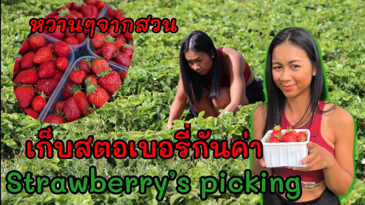 EP.1 พาเด็กๆเก็บสตอเบอรี่สดๆจากสวนวันหยุดจ้า #เก็บสตอเบอรี่ #สะไภ้UK #ชีวิตต่างแดน
