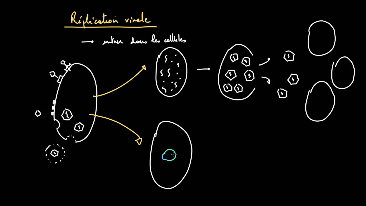 La r&eacute;plication virale&nbsp;: les cycles lytique et lysog&eacute;nique