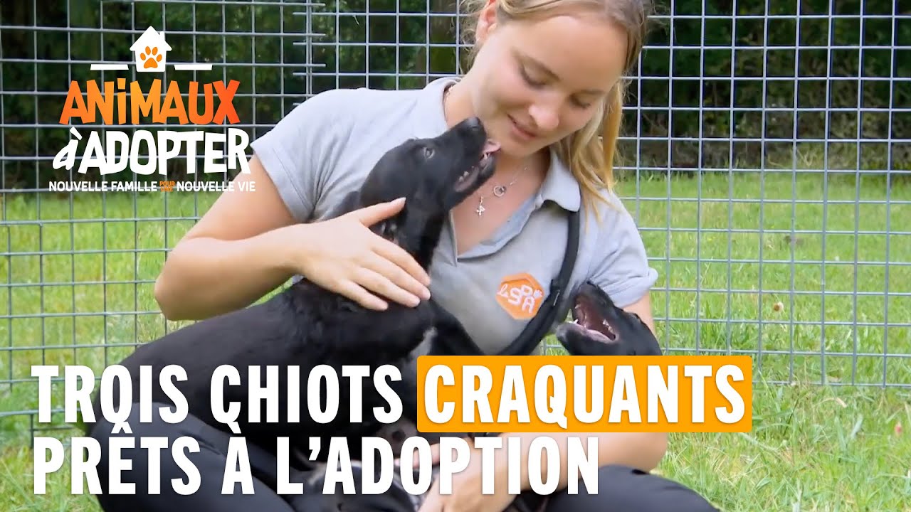 Une fratrie de trois chiots sont prêts à l'adoption ! Animaux à Adopter