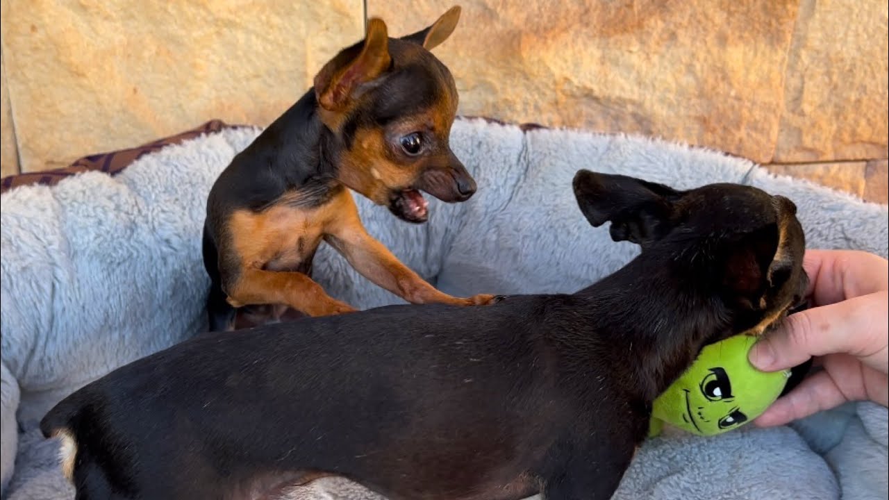 PILILIU DESAFIA TIRINGA E FICA IRRITADO | PINSCHER FILHOTES