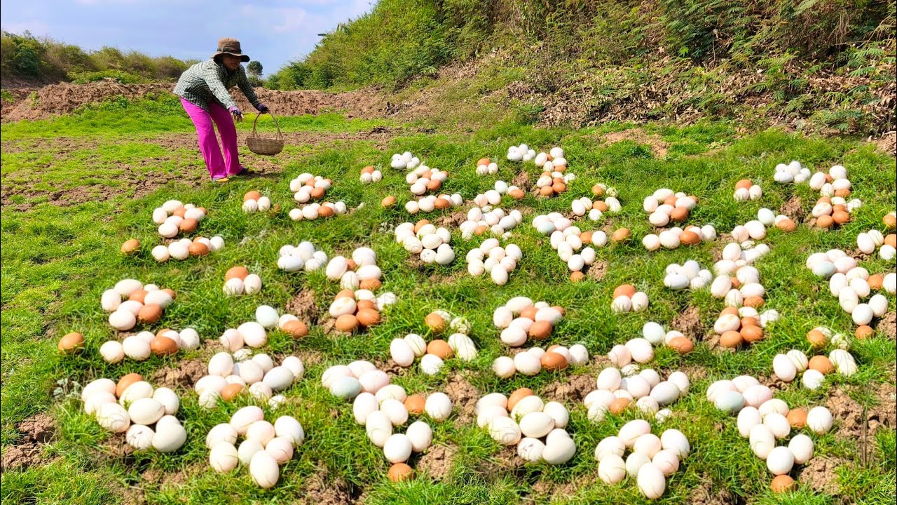 wow wow unique - Harvest a lot of duck egg under grass at field by hand a female farmer