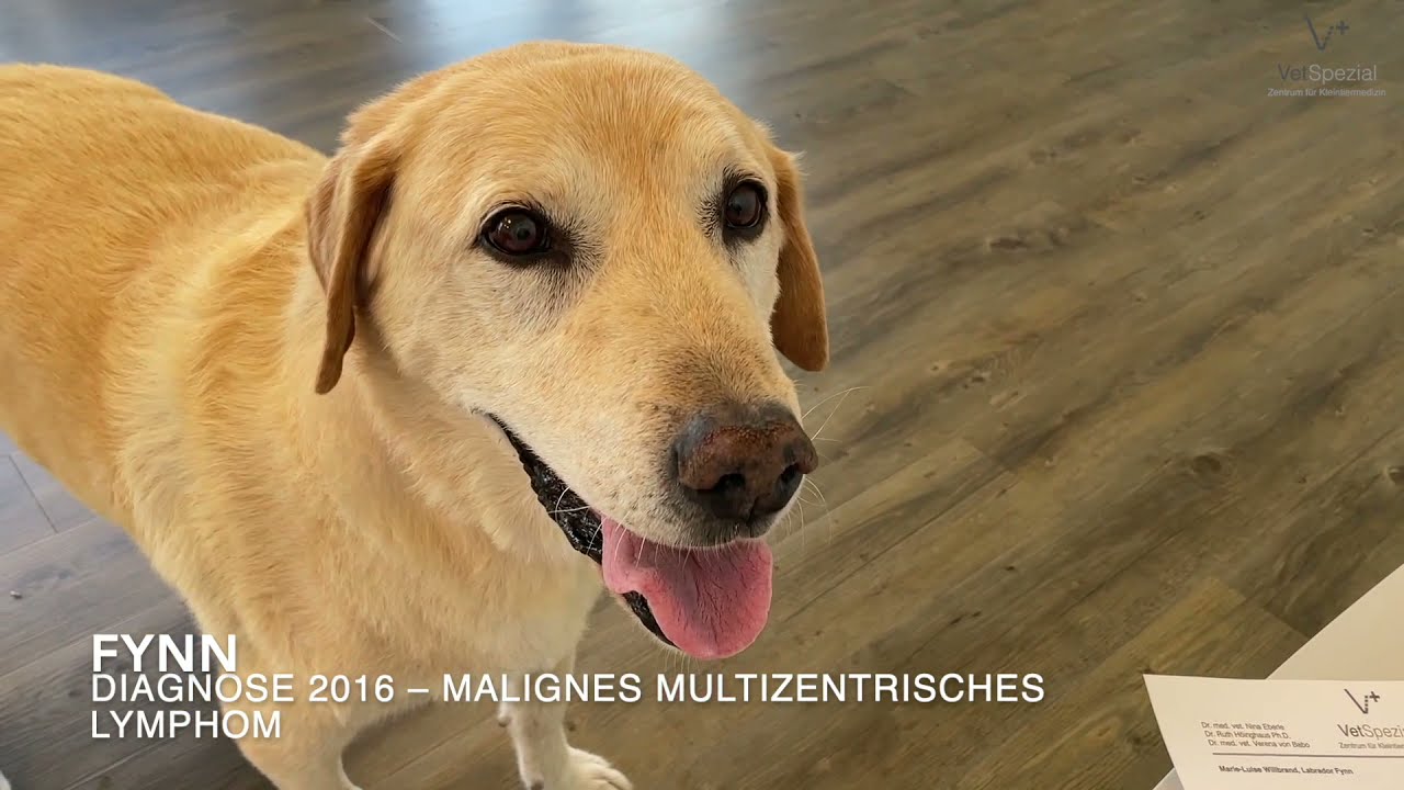 Patientenbesitzer Interview: Malignes multizentrisches Lymphom beim Hund