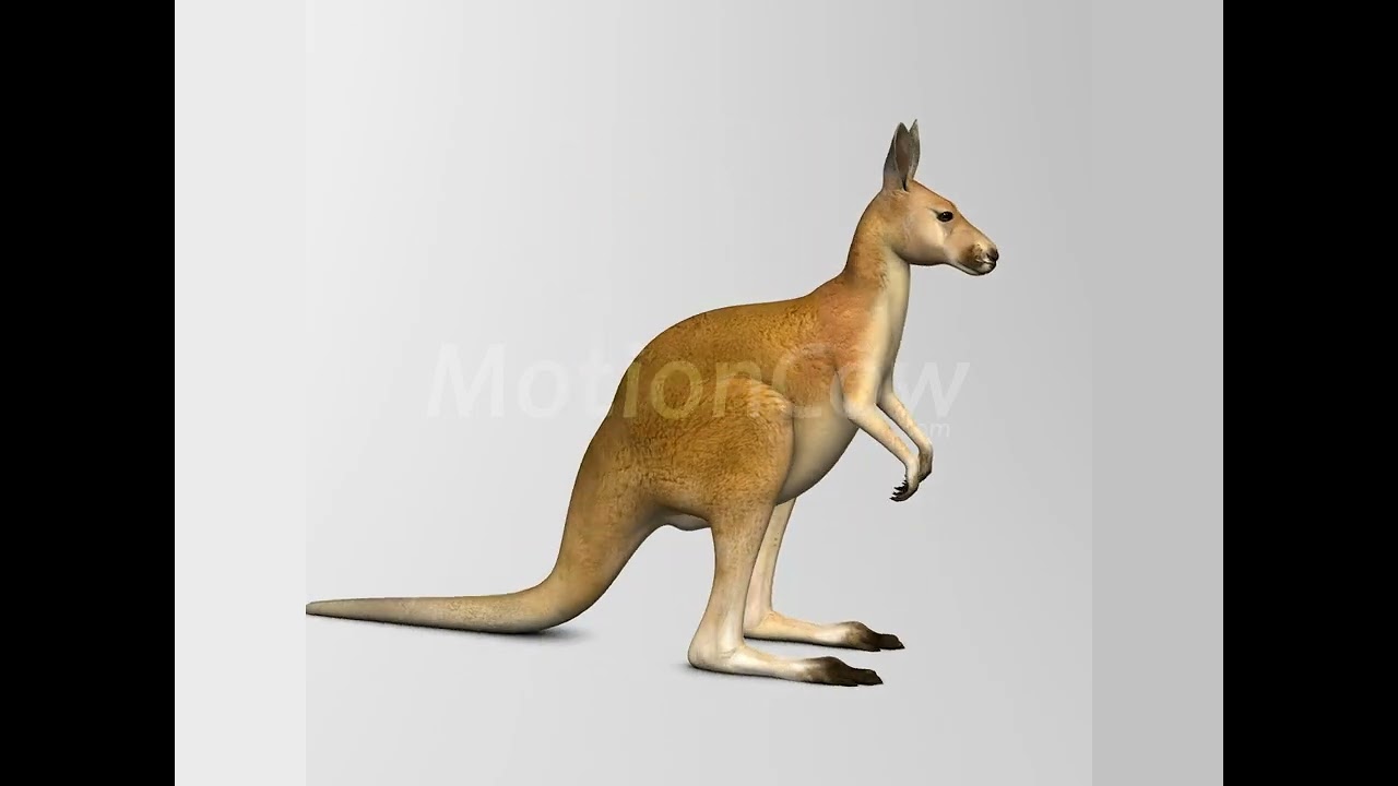 Kangaroo 360