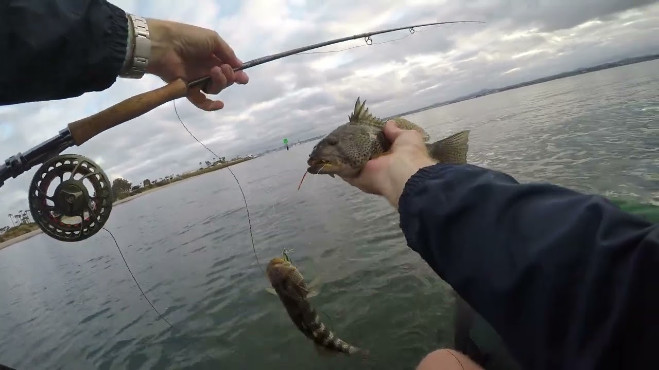 Fly Fishing San Diego Bay for Spotted Bay Bass
