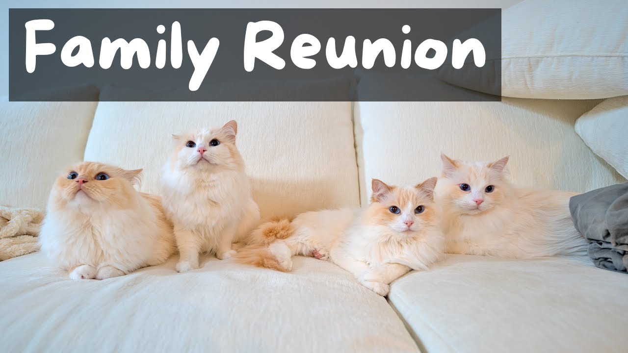 Ragdoll Cats Reunite with their Mom (They Become Friends) | The Cat Butler