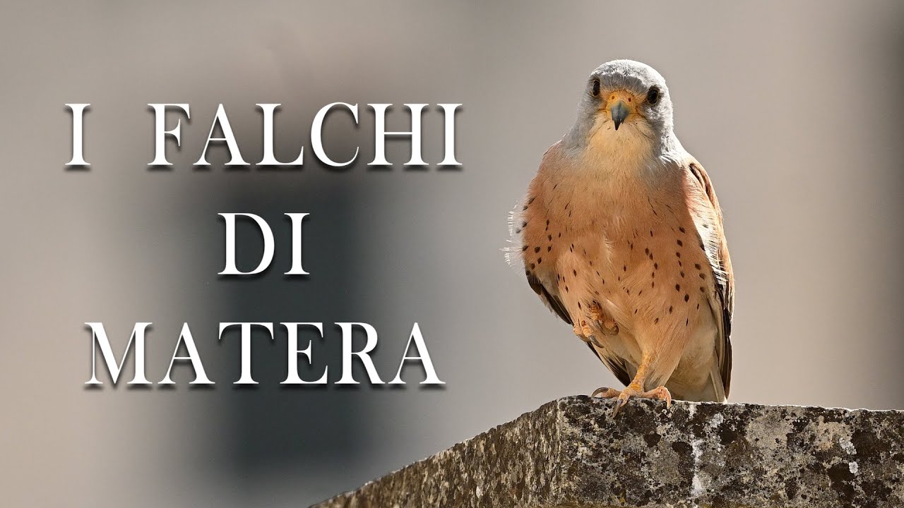 I Falchi di Matera | Falco grillaio - Lesser kestrel | Biodiversità italiana