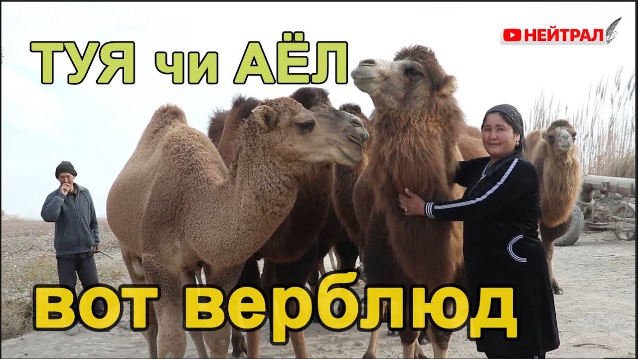 ГУРЛAНЛИК ТУЯЧИ AЁЛ МAҲОРAТИ ! Вот верблюд!!!