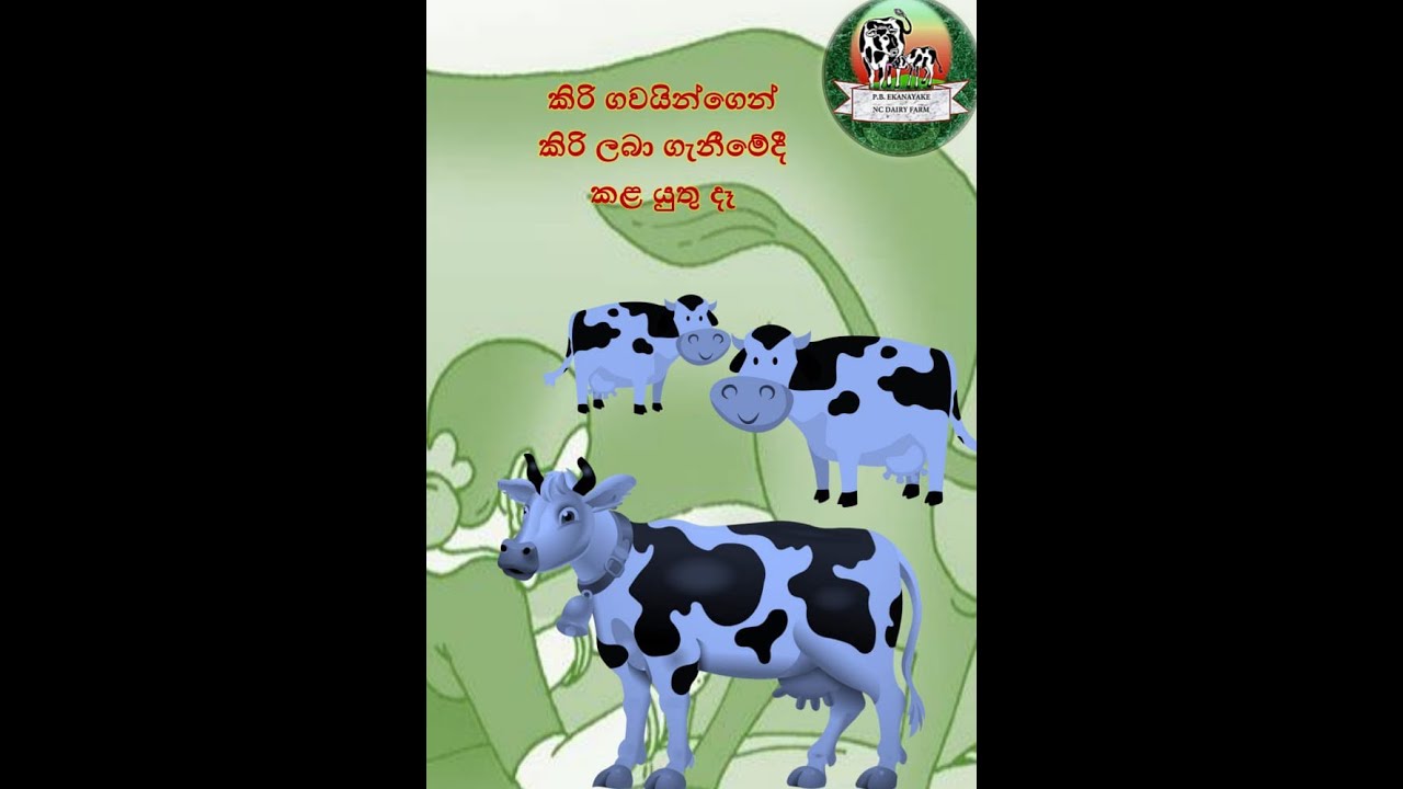 කිරි ගවයින්ගෙන් උදෑසන කිරි ගන්නා විට කලයුතු සාමාන්‍ය දේවල් කීපයක්..P.B Ekanayake ( NC dairy farm )