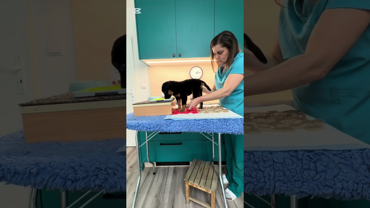 Spastic Paraparesis in a 6-Week-Old Puppy | Early Physiotherapy & Contracture Prevention