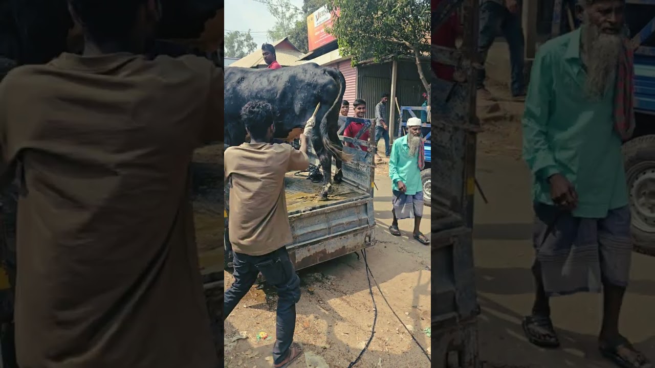 মাশাল্লাহ আলহামদুলিল্লাহ আমাদের খামার থেকে প্রথম একটা গরু বিক্রি 