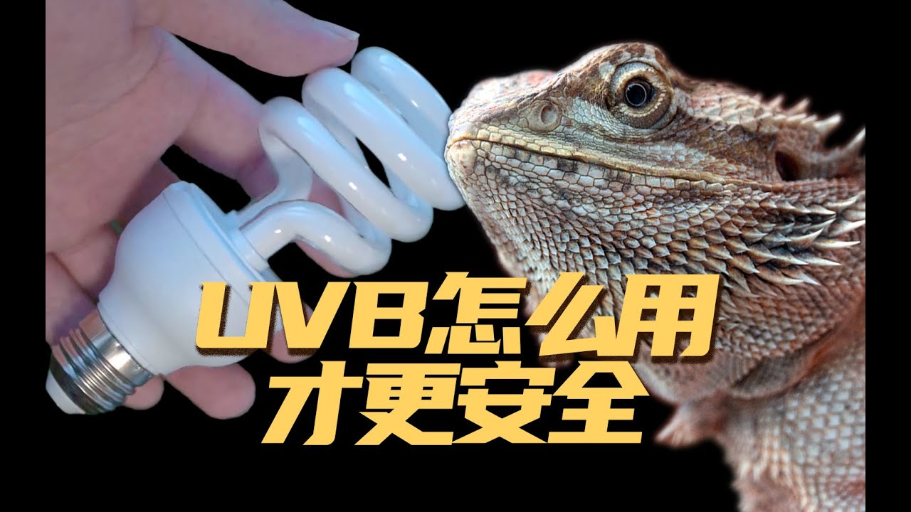 【青科普】UVB灯怎么用才安全？爬行类饲养者收藏！