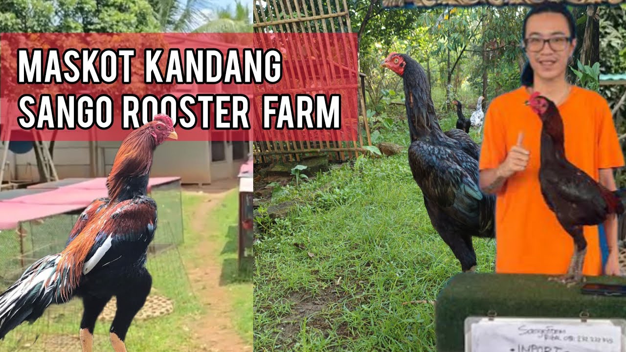 Review Maskot Pacekan Import Sango Rooster Farm