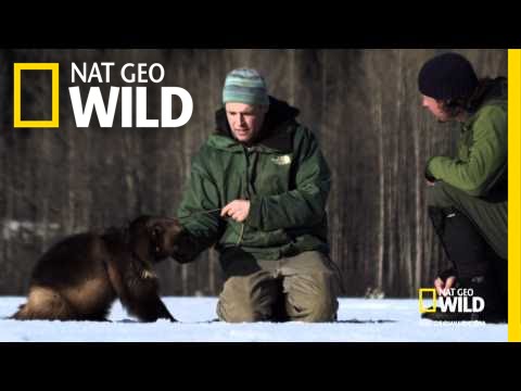 Jasper the Wolverine | America the Wild: Wolverine King