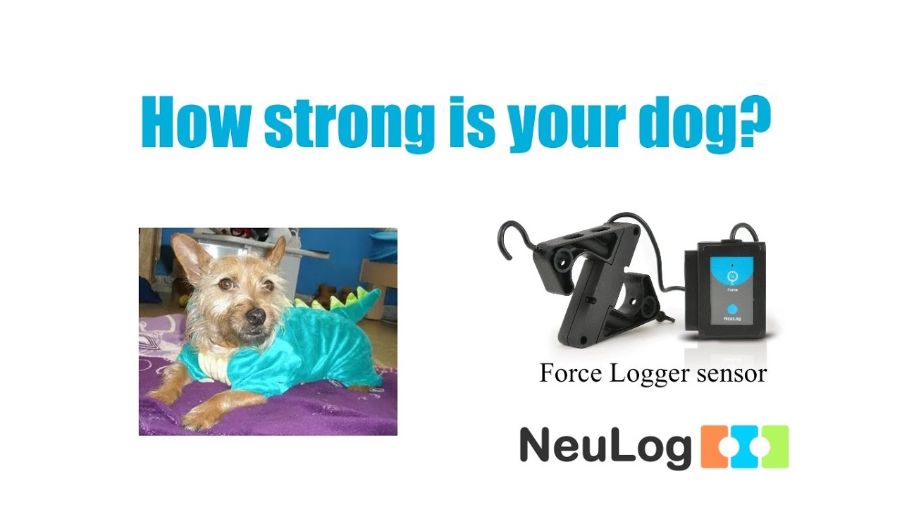 How Strong Is Your Dog? - Use a NeuLog Force Sensor