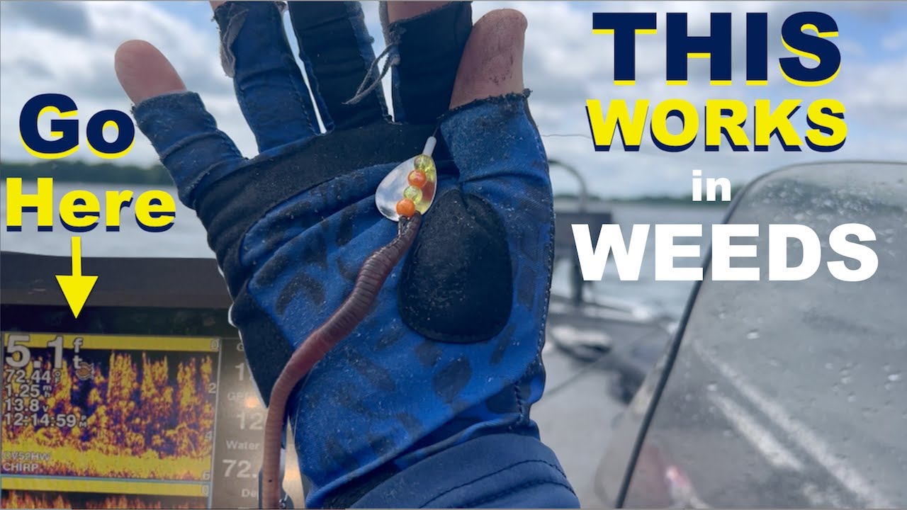 Reservoir Walleye in Shallows (Mosquito Secrets)