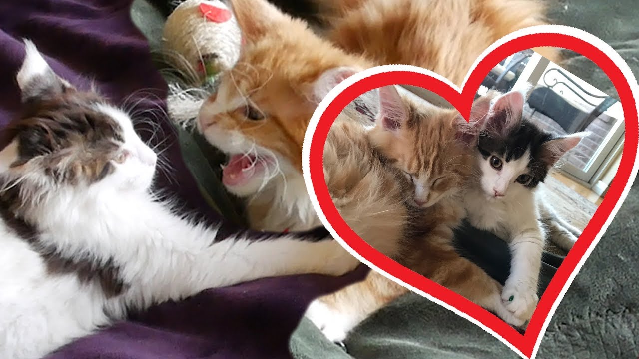 How to Introduce kittens - Zeke and Ozzie Finally Meet!