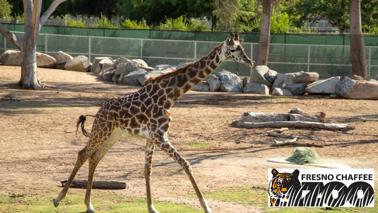 Fresno Chaffee Zoo (Tour 2022)🦒🦏🐢