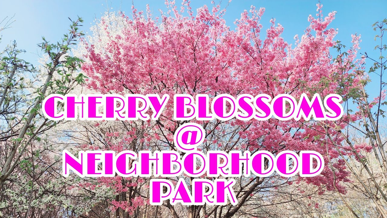 [JL Lifestyle] CHERRY BLOSSOMS @ NEIGHBORHOOD PARK 2022  #cherryblossoms