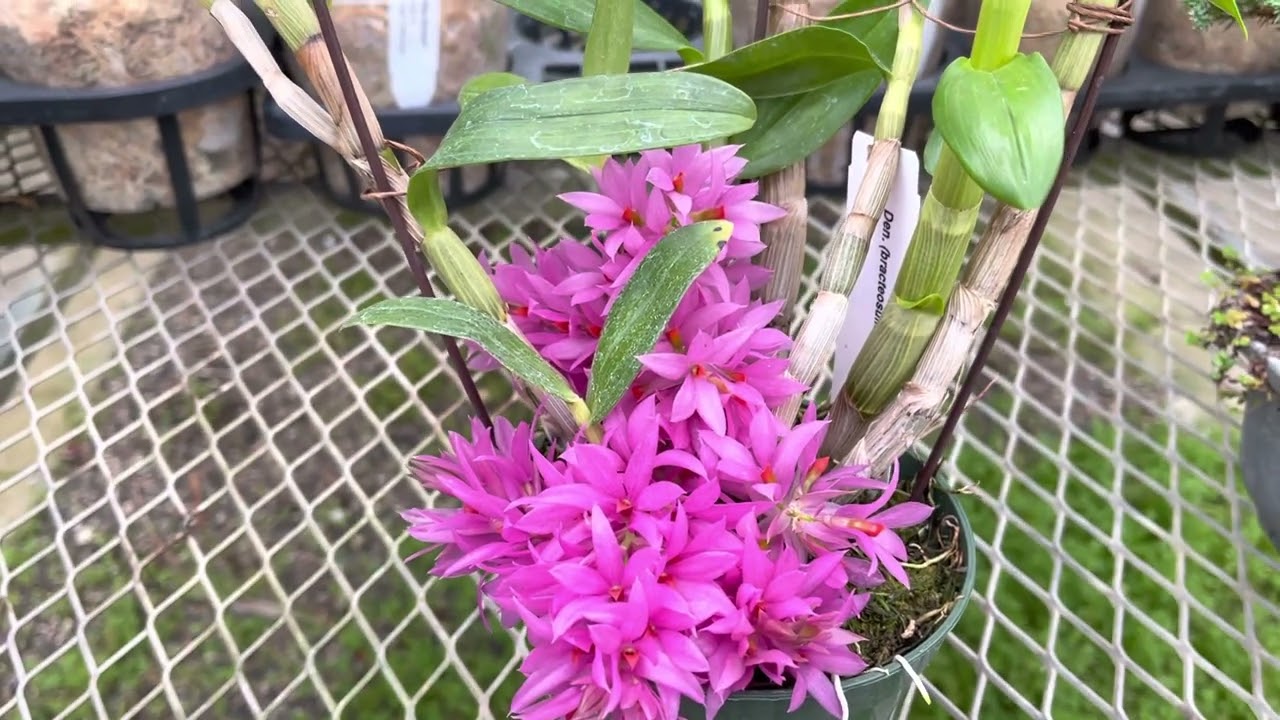 OrchidWeb - Dendrobium bracteosum x tanii