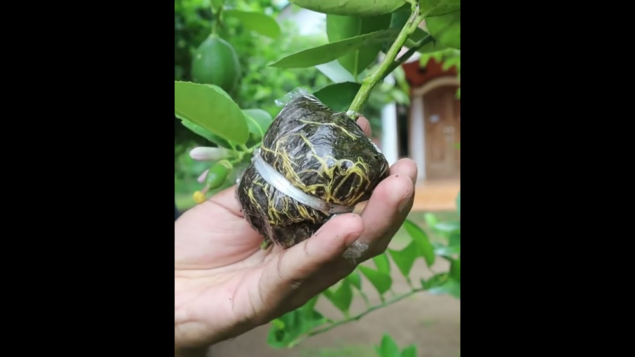 Step by step to marcotting air layering lemon tree