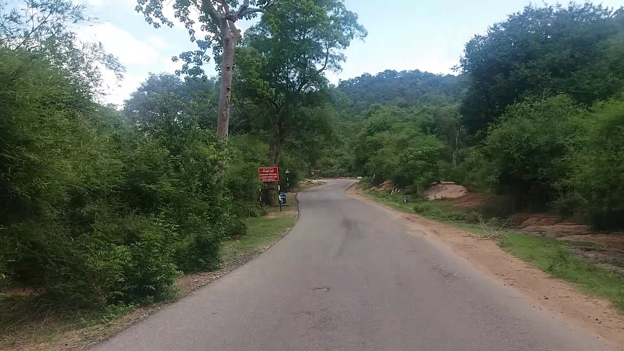 denkanikotta to anchetty road elephant area