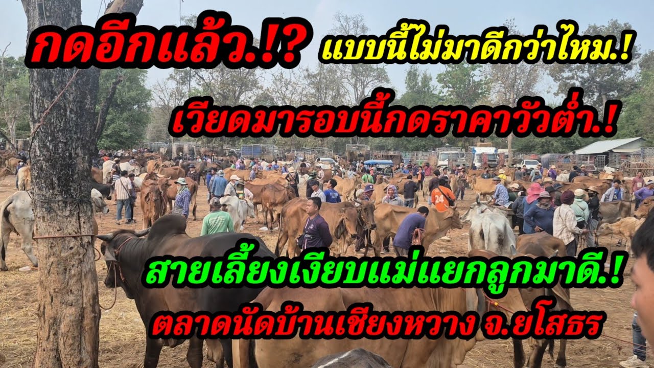 ราคาวัววันนี้ เปิดราคาวัวล่าสุดวันนี้ สำรวจราคาวัวตลาดนัด#เปิดราคาวัวน่าซื้อ#ซื้อขายวัวน่าเลี้ยง