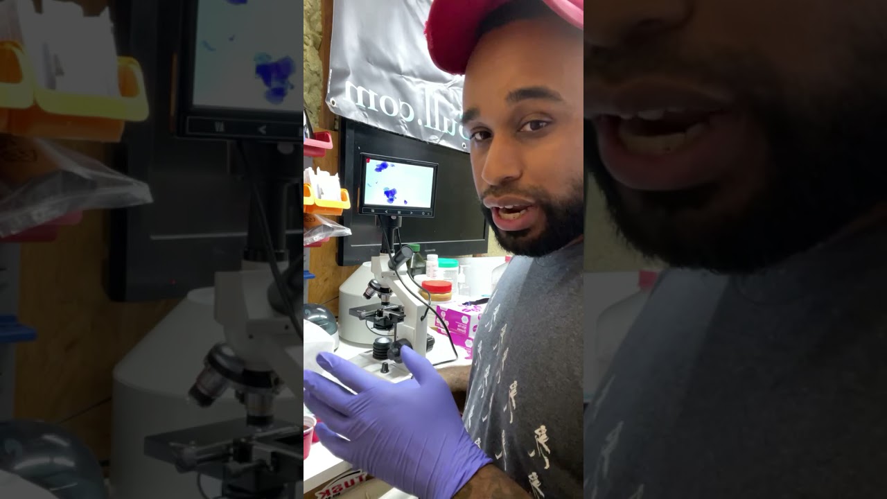 My first microscope cytology to detect breeding timing in my dog 🔬. Instagram Live 8/10/21