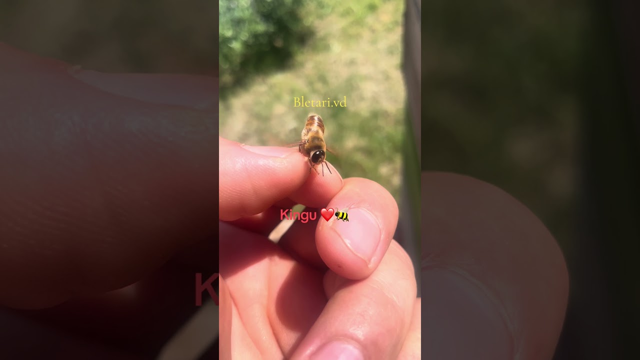 Ja dhe mbreti 🐝❤️😍 #bees #honeybeesting #bletet #beekeeper #beefeater