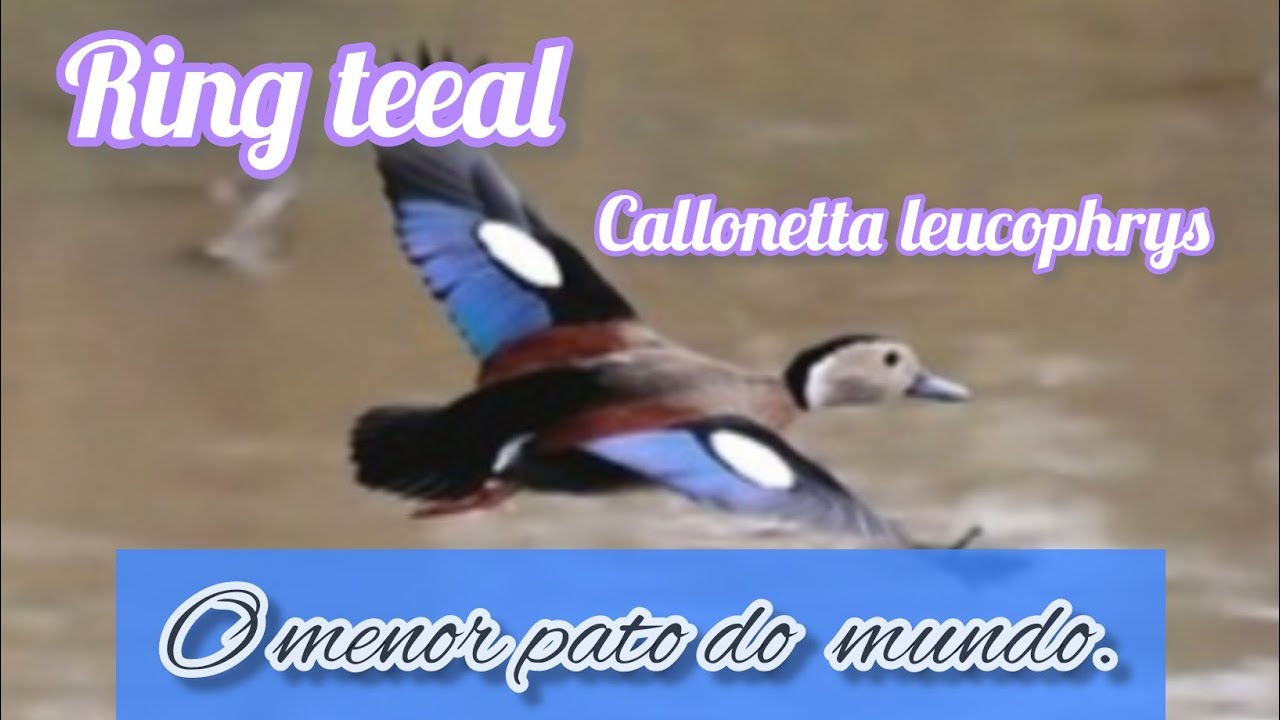 Ring Teeal ou marreco de coleira.