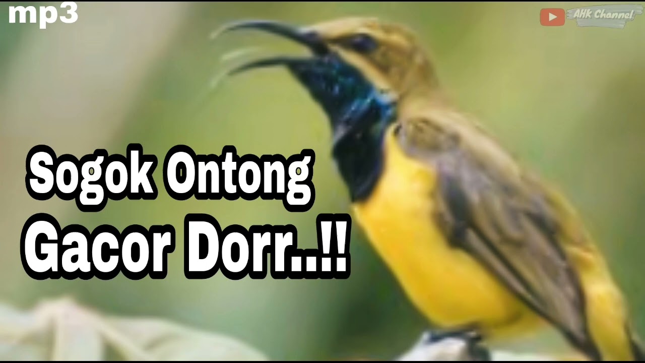 Sogok Ontong Gacor Masteran Mewah