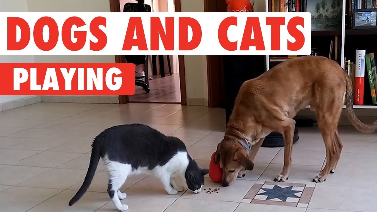 Dogs and Cats Playing | Unlikely Friends