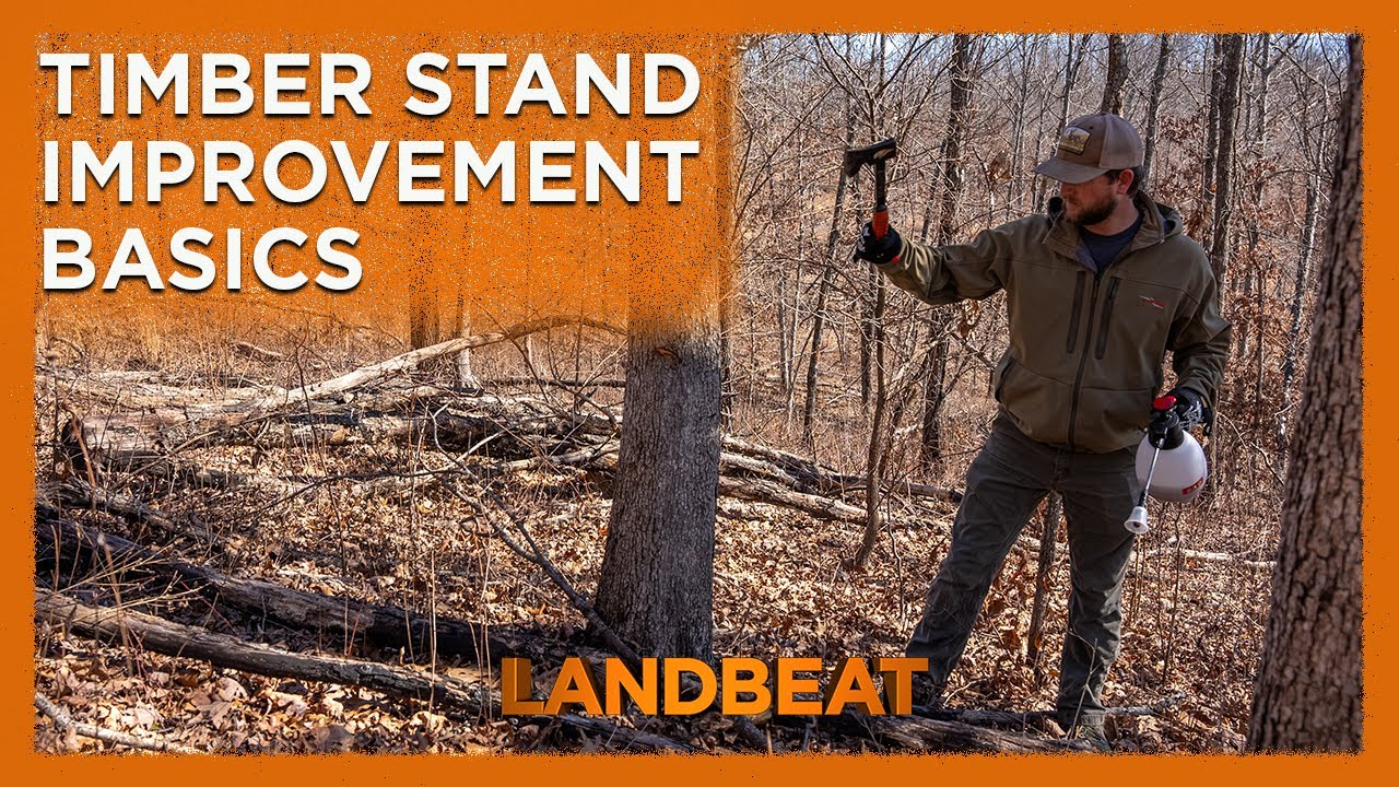 The Basics of Timber Stand Improvement (TSI)