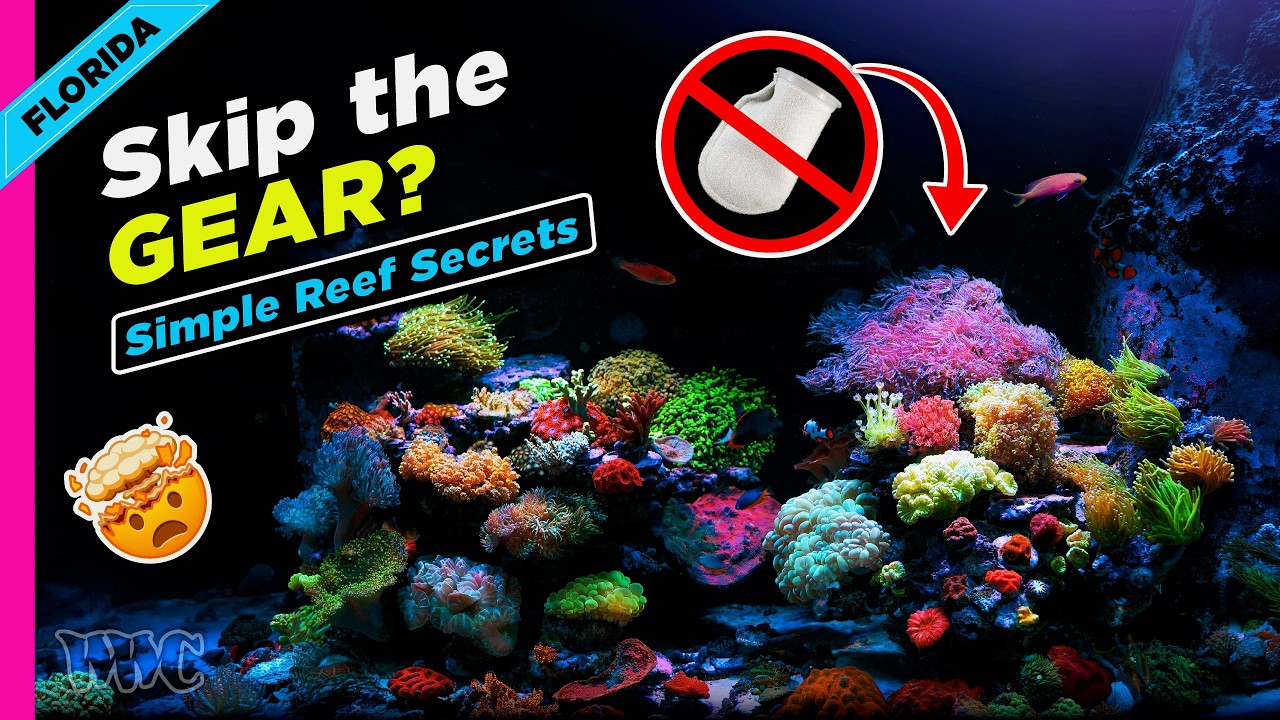 Нет фильтрующих носков?! Простые секреты рифоводства от Джей Си из Polo Reef.