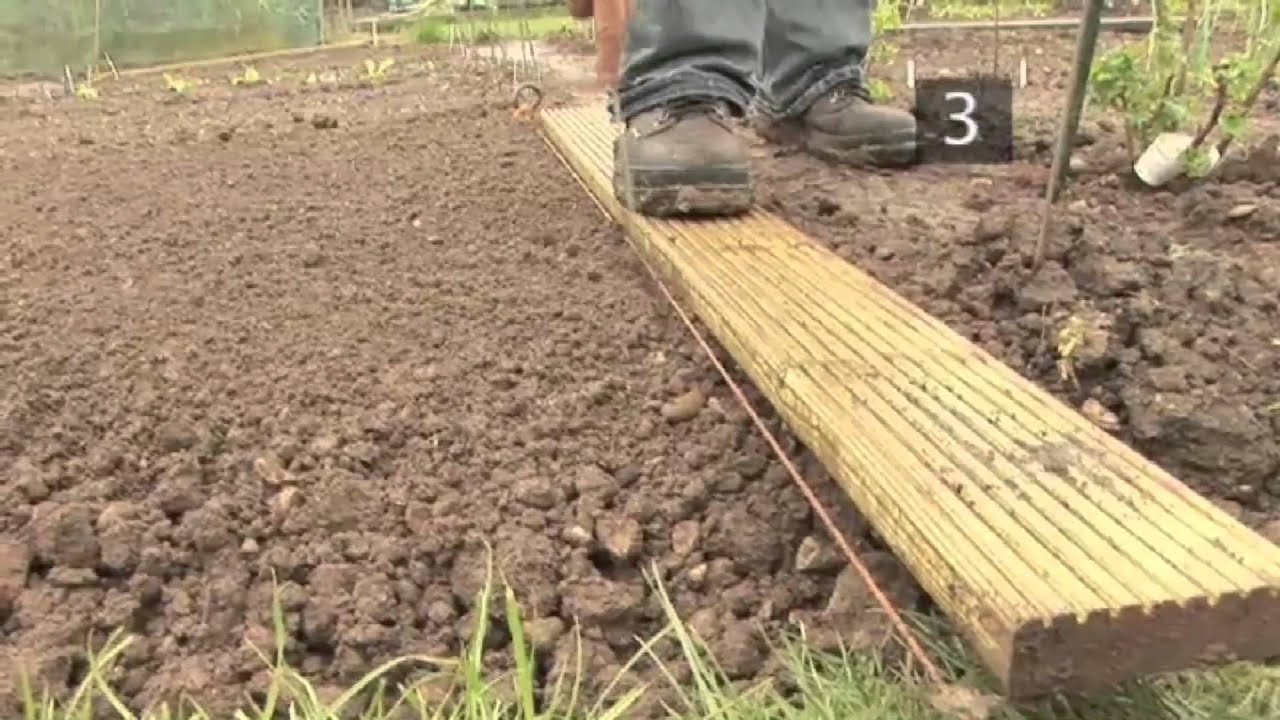 How To Plant Onions