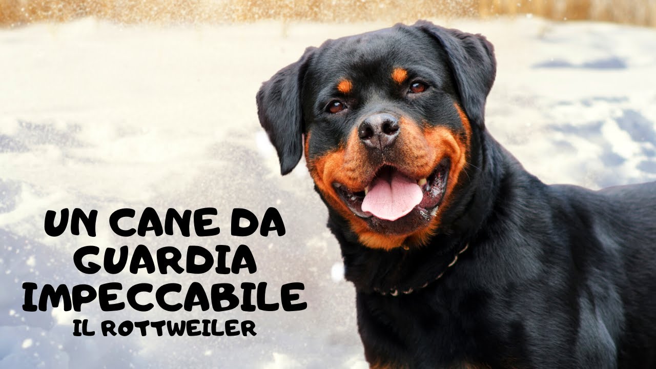 Conosci il Rottweiler