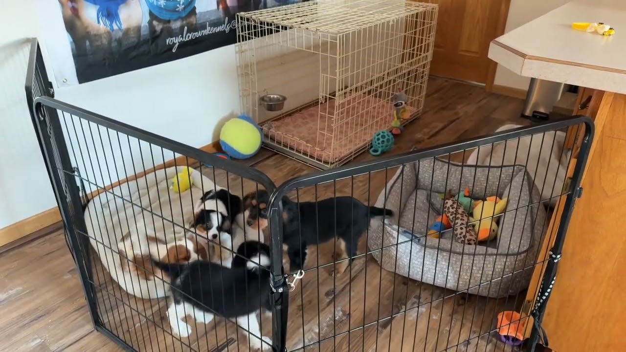 Royal Crown Kennels Aussalier Puppies Sal, Sally, Chip, Panda