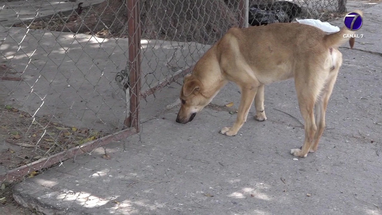 Más de veinte denuncias se han presentado por maltrato animal ante la Fiscalía General del Estado