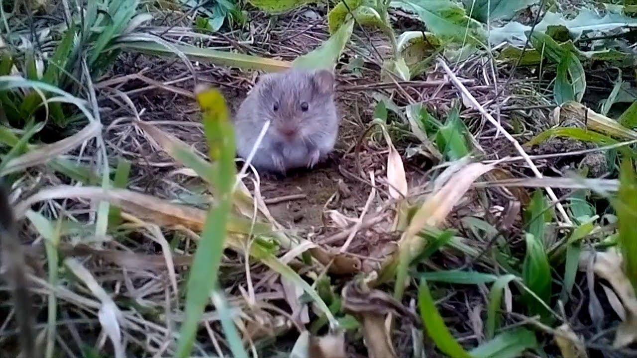 Mezei pocok inv&aacute;zi&oacute; 2018.10.31.