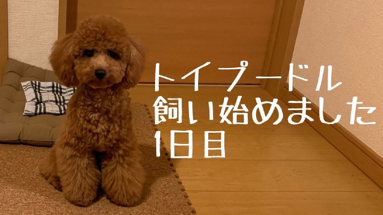 ひとりだけほぼ成犬だったトイプードルを我が家に招いた【１日目】【トイプードル】