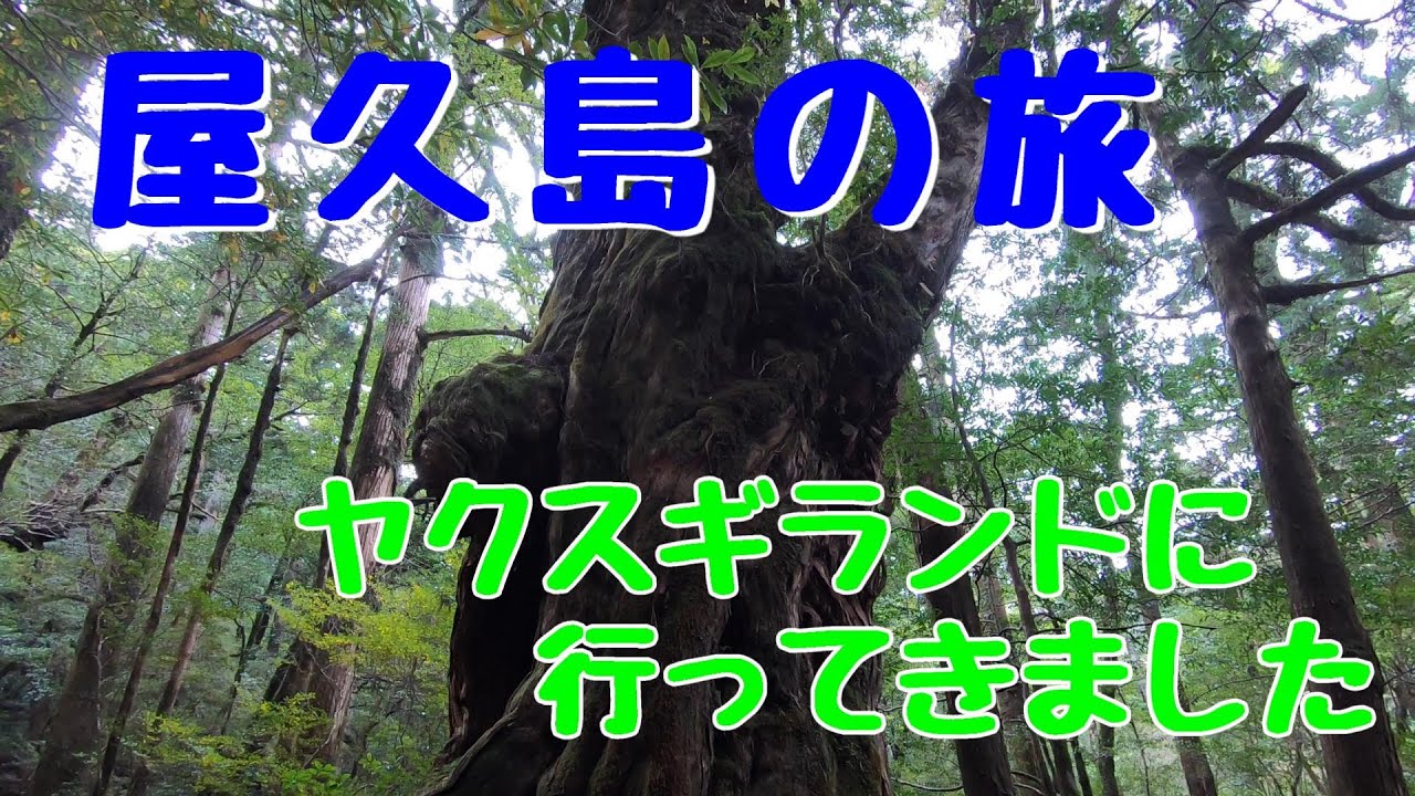 屋久島旅行　ヤクスギランド