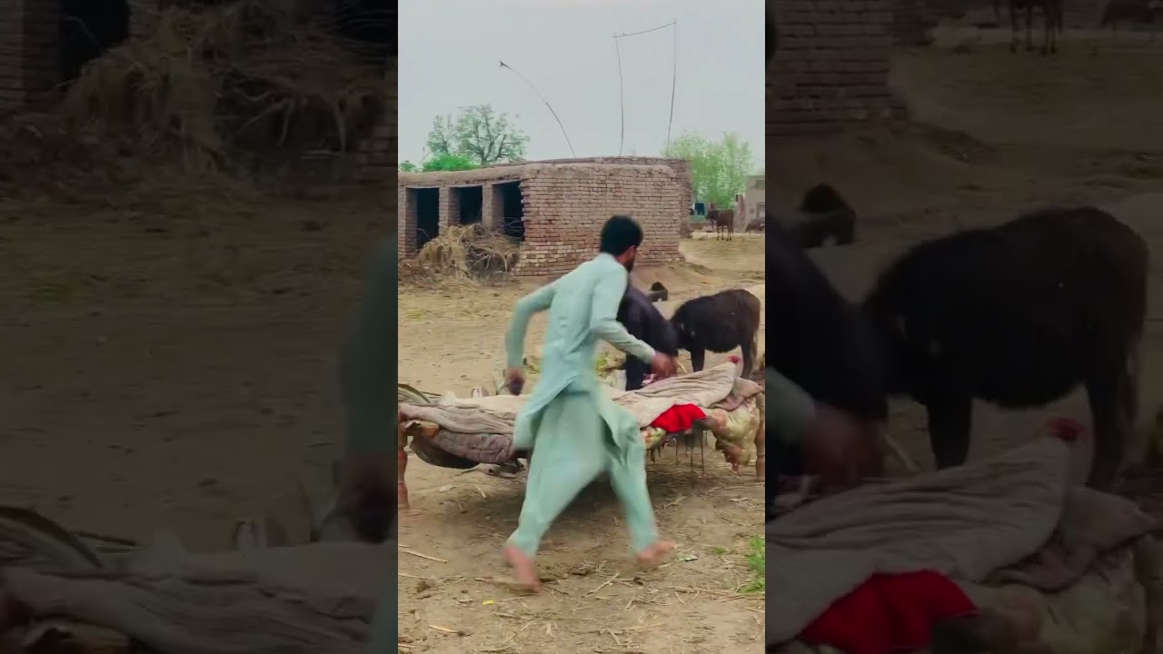Yeah kesa shitan bucha hy #saqlainakbar #comedy #funny #youtubeshorts #fun