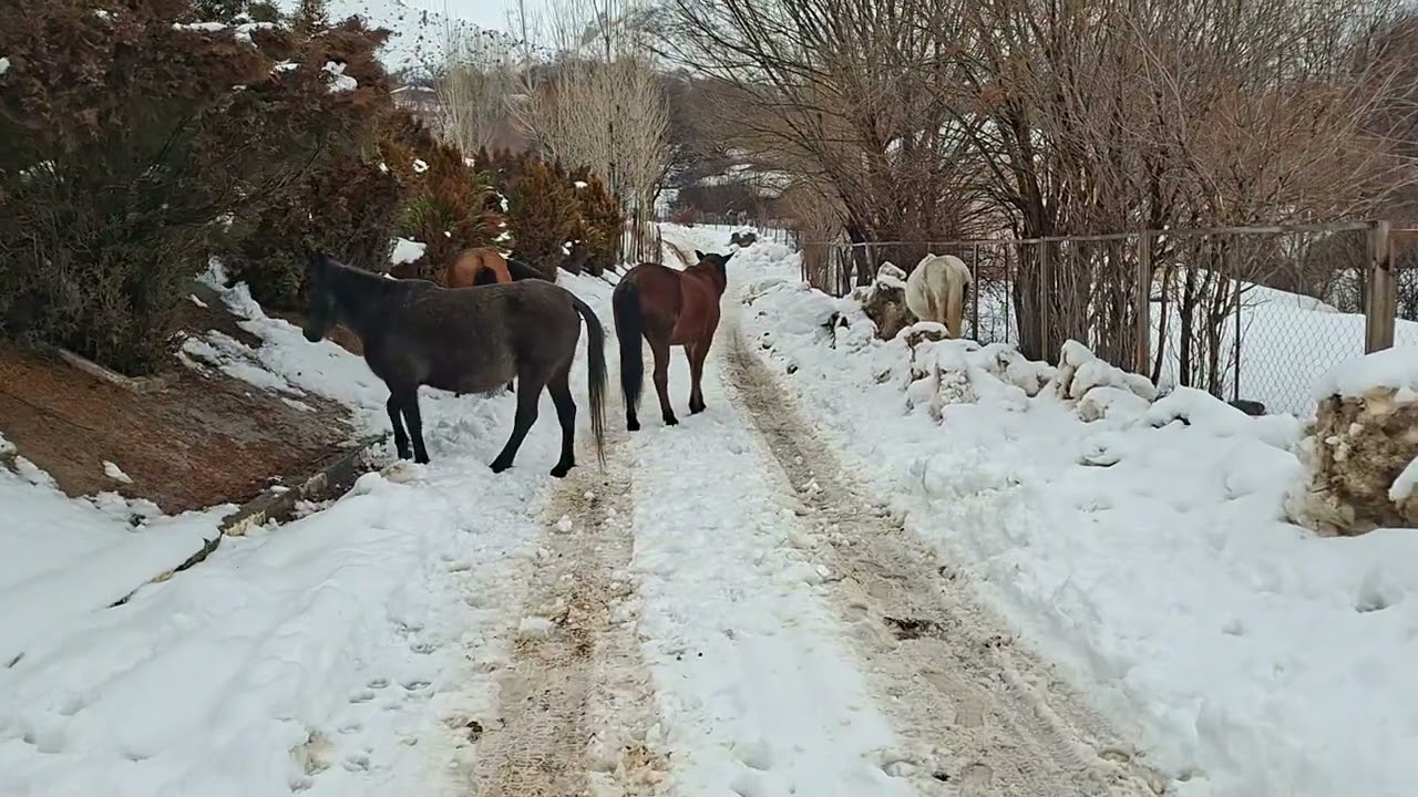 Atlar örüşə getmək istəmir