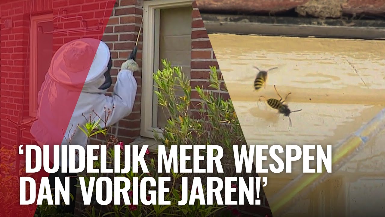 Nest zo groot als skippybal: 